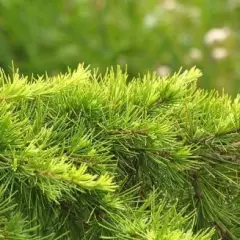 CEDRUS deodara 'Aurea' - Cèdre de l'Himalaya doré