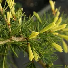 CEDRUS deodara 'Aurea' - Cèdre de l'Himalaya doré