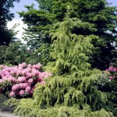 CEDRUS deodara 'Golden Horizon' - Cèdre de l'Himalaya