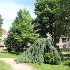 CEDRUS libani atlantica 'Pendula' - Cèdre de l'Atlas pleureur