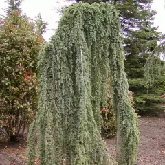 CEDRUS libani atlantica 'Pendula' - Cèdre de l'Atlas pleureur