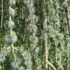 CEDRUS libani atlantica 'Pendula' - Cèdre de l'Atlas pleureur