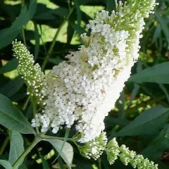 BUDDLEJA davidii 'White Profusion' - Arbre aux papillons