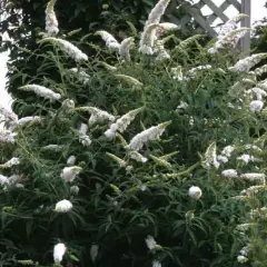 BUDDLEJA davidii 'White Profusion' - Arbre aux papillons