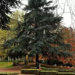 CEDRUS libani glauca - Cèdre bleu de l'Atlas pleureur