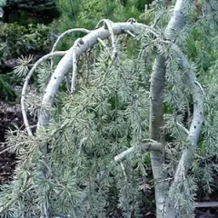 CEDRUS libani glauca - Cèdre bleu de l'Atlas pleureur