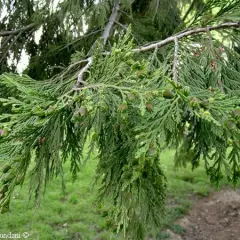 CALOCEDRUS decurens 'Pillar' - Calocèdre / Libocèdre