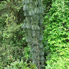 CEPHALOTAXUS harringtonia - Pin Japonais à queue de vache