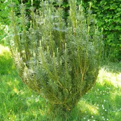 CEPHALOTAXUS harringtonia - Pin Japonais à queue de vache