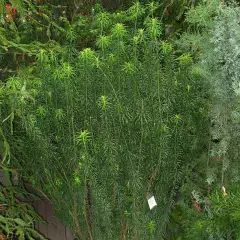 CEPHALOTAXUS harringtonia - Pin Japonais à queue de vache