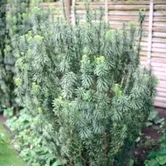 CEPHALOTAXUS harringtonia - Pin Japonais à queue de vache