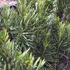 CEPHALOTAXUS harringtonia - Pin Japonais à queue de vache