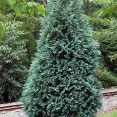 CHAMAECYPARIS lawsoniana 'Alumii' - Cyprès bleu de Lawson