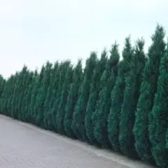 CHAMAECYPARIS lawsoniana 'Columnaris' - Faux Cyprès bleu