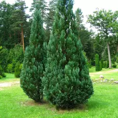 CHAMAECYPARIS lawsoniana 'Columnaris' - Faux Cyprès bleu