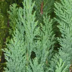 CHAMAECYPARIS lawsoniana 'Columnaris' - Faux Cyprès bleu