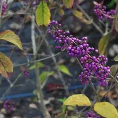 CALLICARPA bodinieri 'Profusion' - Arbre aux bonbons 'Profusion'