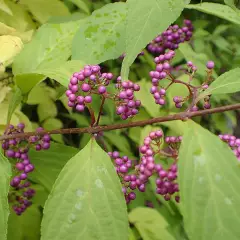 CALLICARPA bodinieri 'Profusion' - Arbre aux bonbons 'Profusion'