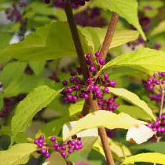 CALLICARPA bodinieri 'Profusion' - Arbre aux bonbons 'Profusion'