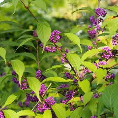 CALLICARPA bodinieri 'Profusion' - Arbre aux bonbons 'Profusion'