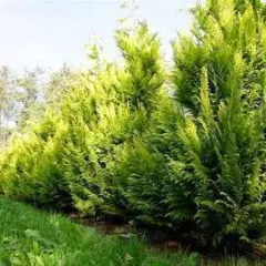 CHAMAECYPARIS lawsoniana 'Ivonne' - Cyprès de Lawson Ivonne