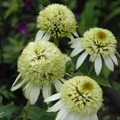 ECHINACEA purpurea 'Coconut Lime' ®