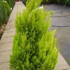 CHAMAECYPARIS lawsoniana 'Stardust' - Cyprès de Lawson 'Stardust'