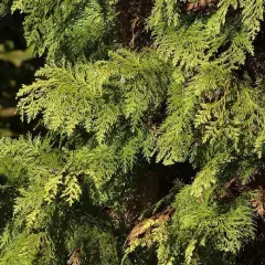 CHAMAECYPARIS lawsoniana 'Stardust' - Cyprès de Lawson 'Stardust'