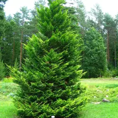 CHAMAECYPARIS lawsoniana 'Stewartii' - Faux Cyprès de Lawson 'Stewartii'