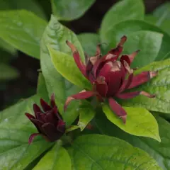 CALYCANTHUS floridus - Arbres aux anémones