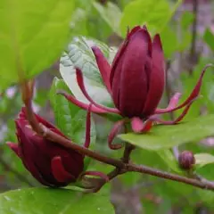 CALYCANTHUS floridus - Arbres aux anémones