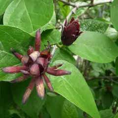 CALYCANTHUS floridus - Arbres aux anémones