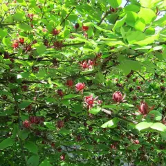 CALYCANTHUS floridus - Arbres aux anémones