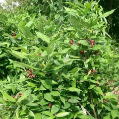 CALYCANTHUS floridus - Arbres aux anémones