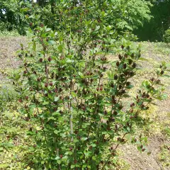 CALYCANTHUS floridus - Arbres aux anémones