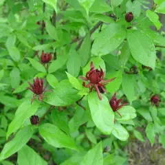 CALYCANTHUS floridus - Arbres aux anémones