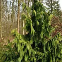 CHAMAECYPARIS nootkatensis 'Pendula' - Faux Cyprès de Nootka pleureur