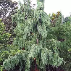 CHAMAECYPARIS nootkatensis 'Pendula' - Faux Cyprès de Nootka pleureur