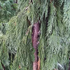 CHAMAECYPARIS nootkatensis 'Pendula' - Faux Cyprès de Nootka pleureur