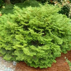 CHAMAECYPARIS obtusa 'Pygmea' - Cyprès d'Hinoki du Japon 'Pygmea'