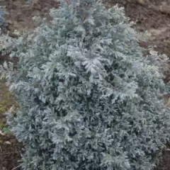 CHAMAECYPARIS pisifera 'Boulevard' - Cyprès Sawara 'Boulevard'