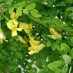 CARAGANA arborescens - Acacia jaune, Caraganier de Sibérie