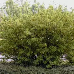 CARAGANA arborescens - Acacia jaune, Caraganier de Sibérie