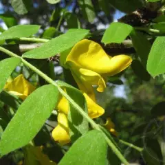 CARAGANA arborescens - Acacia jaune, Caraganier de Sibérie