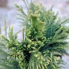 CRYPTOMERIA japonica 'Cristata' - Cèdre du Japon 'Cristata'