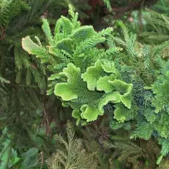 CRYPTOMERIA japonica 'Cristata' - Cèdre du Japon 'Cristata'