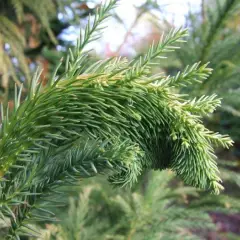 CRYPTOMERIA japonica 'Cristata' - Cèdre du Japon 'Cristata'