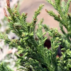 CRYPTOMERIA japonica 'Elegans' - Cèdre du Japon 'Elegans'