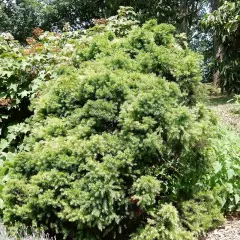 CRYPTOMERIA japonica 'Elegans' - Cèdre du Japon 'Elegans'