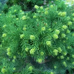 CRYPTOMERIA japonica 'Elegans' - Cèdre du Japon 'Elegans'